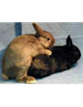 activerabbits