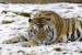 Bleutiger50
