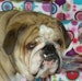 BULLDOG1