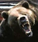 GrizzlyGriz