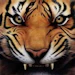 housetiger77