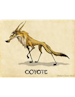 ilcoyote