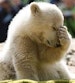 knut