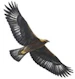 LilEagle