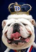 MR-DOG