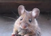 Mr_Mouse