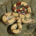 redboa777