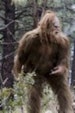 Sasquatch