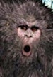 sasquatches1 sasquatches1