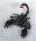 scorpion1026
