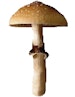 Shroom