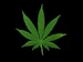 sir_smoka_lot