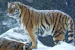 Snow_Tiger