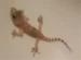 The_Gecko