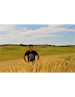 wheatfarmer