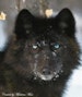 wolf_17 wolf_17