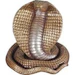 YearOfTheSnake