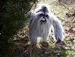 Yeti